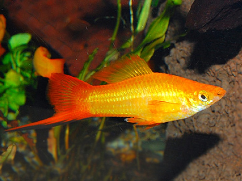 Sunset Swordtail